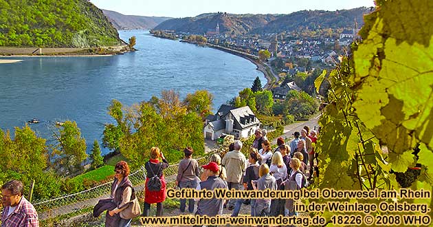 Weinwanderung beim Mittelrhein-Weinwandertag bei Oberwesel am Rhein in der Weinlage Oelsberg.